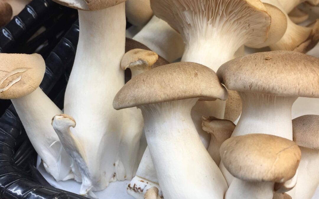 Mushroom Magic + Yummy Mushroom Risotto