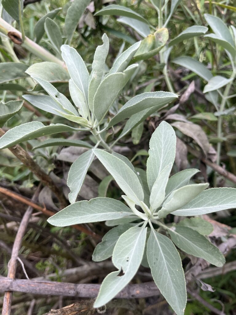 White sage in the garden