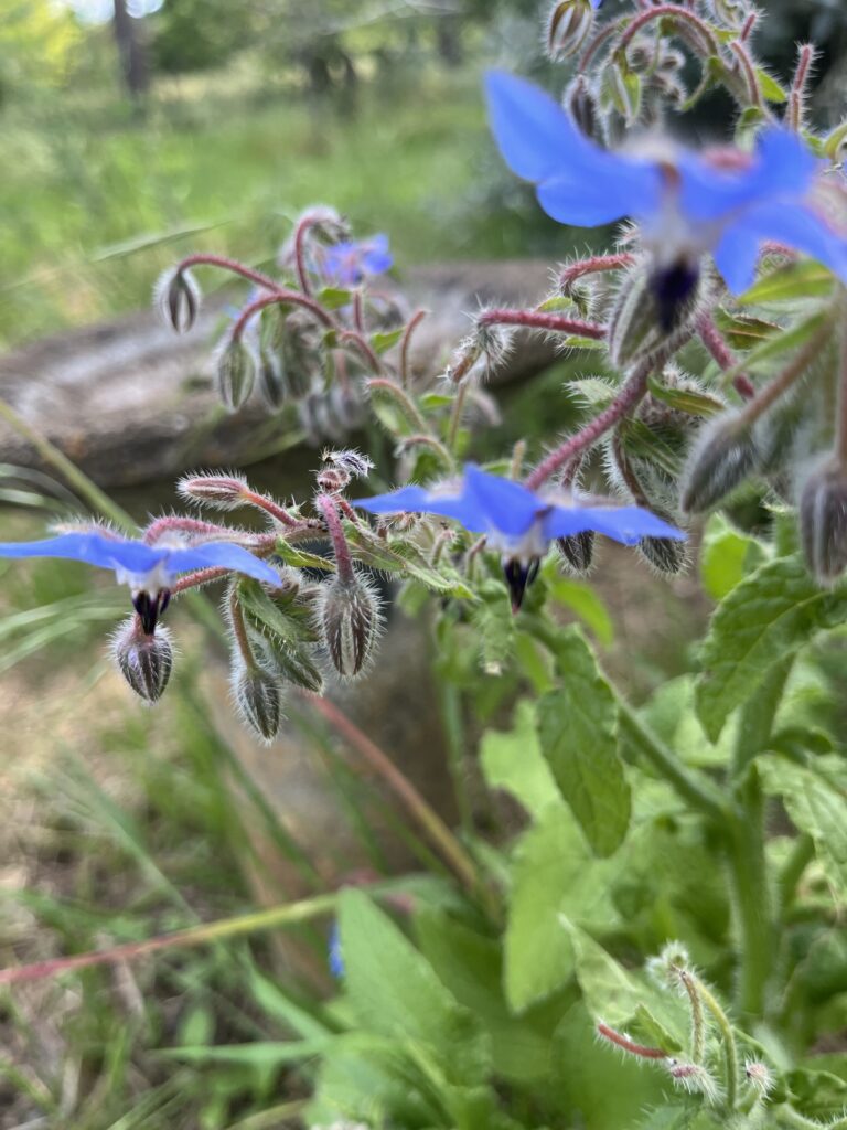 Blue borage flowers in the garden