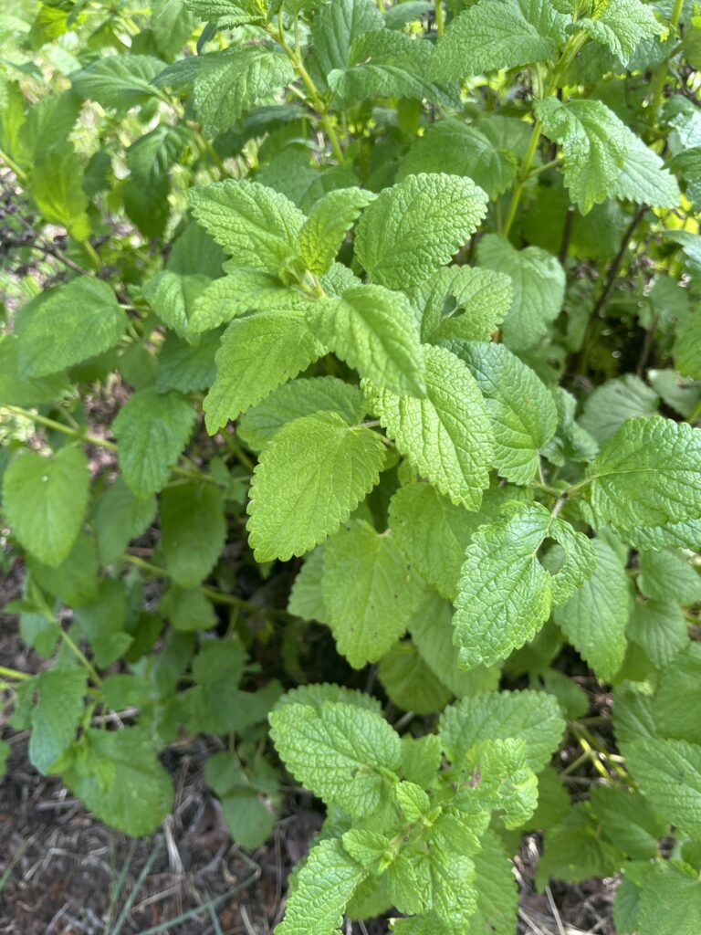 Lemon balm in the garden